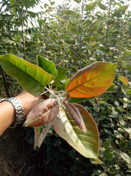 响富苹果苗出售、响富苹果苗价钱