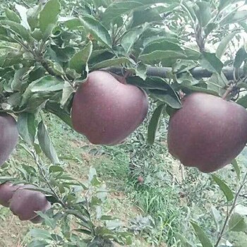 华硕苹果苗基地、华硕苹果苗价钱