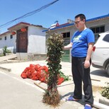 华硕苹果苗基地、华硕苹果苗价钱图片3