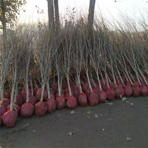 牡丹花石榴苗出售、牡丹花石榴苗基地