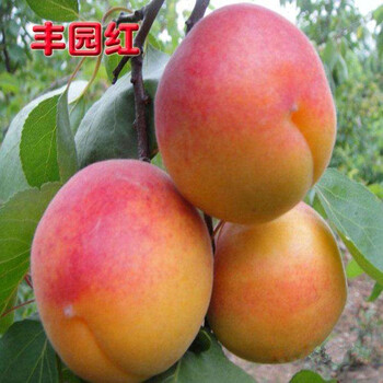 串枝红杏树苗新品种、串枝红杏树苗价格