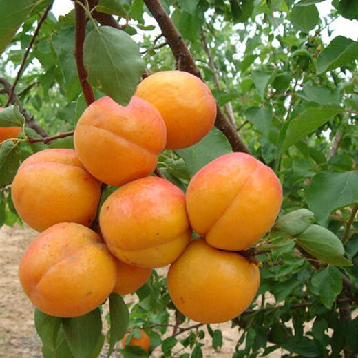 串枝红杏树苗新品种、串枝红杏树苗价位
