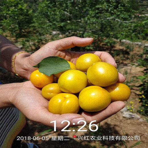 黄金杏树苗价格、黄金杏树苗新品种