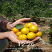 出售密香杏树苗、密香杏树苗品种