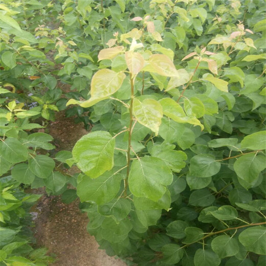 新疆杏树苗报价、新疆杏树苗品种