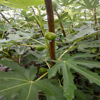 玛斯义·陶芬无花果苗新品种、玛斯义·陶芬无花果苗价位