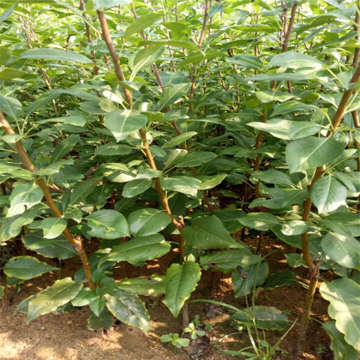 荆州袖珍香梨树苗品种多