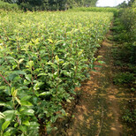 南平红香酥梨树苗品种多成活率好图片1