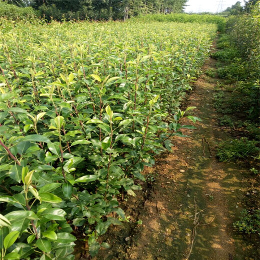 北京美人酥梨树苗种植示范基地