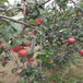 黄南袖珍香梨树苗种植示范基地