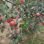 南平红香酥梨树苗品种多成活率好图片3