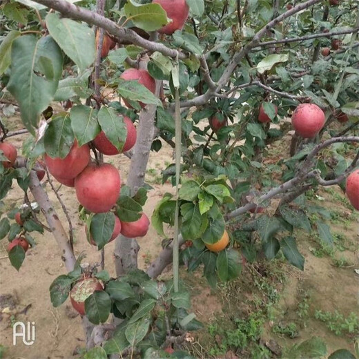 海口早红考蜜斯梨树苗高产成活率高