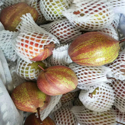 海西红香酥梨树苗超厂家