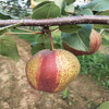 吐鲁番全红梨树苗丰产量产