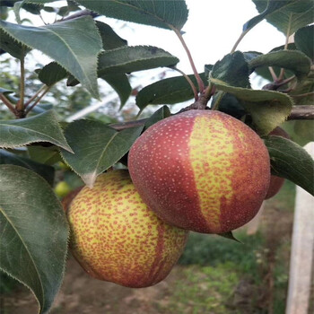 思茅玉露香梨树苗100棵起售