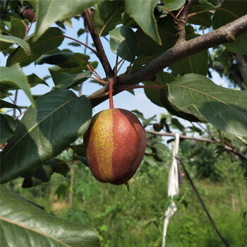 山西三红梨树苗种植技术指导
