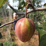 金华早酥红梨树苗品种多成活率好图片3