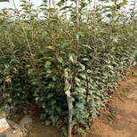 金华早酥红梨树苗品种多成活率好图片4