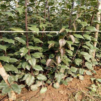 日照袖珍香梨树苗种植示范基地