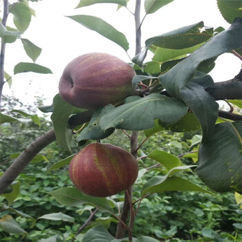 迪庆黄金梨树苗种植示范基地