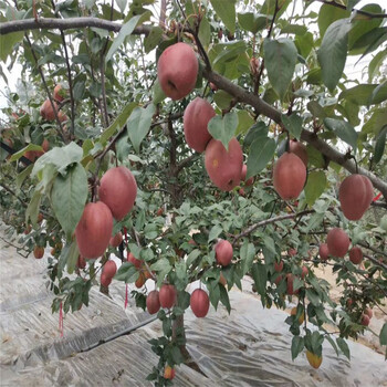 梅州红香酥梨树苗高产成活率高