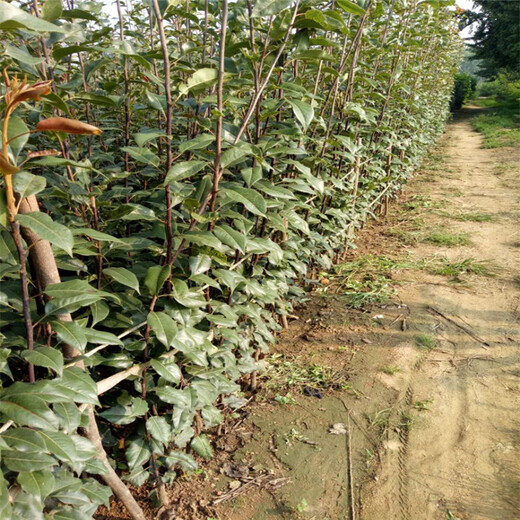 黔南秋月梨树苗种植示范基地