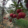 伊春秋月梨樹苗優質高產成活率高