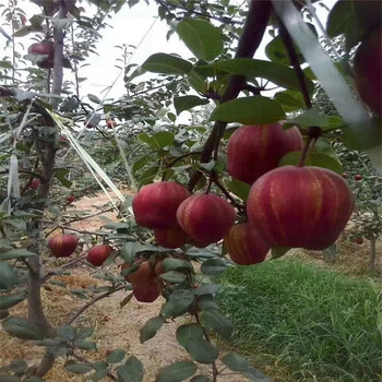 达州晚秋梨树苗种植方法