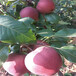 宁波库尔勒香梨树苗品种纯正