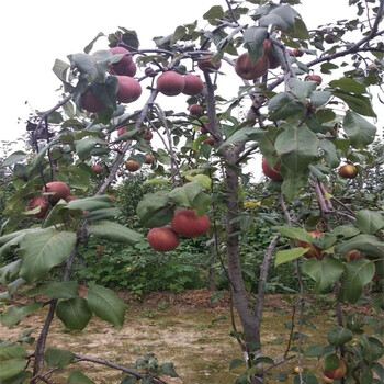 鄂州满天红梨树苗一亩地需要