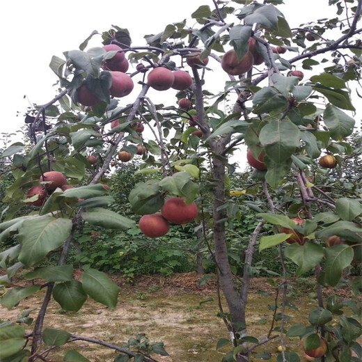 上海美人酥梨树苗保姆式扶持