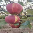 青岛全红梨树苗优质高产成活率高