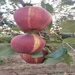 阿克苏美人酥梨树苗种植方法图片0