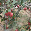 德州美人酥梨樹苗種植技術指導圖片