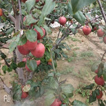 榆林红香酥梨树苗丰产量产图片1