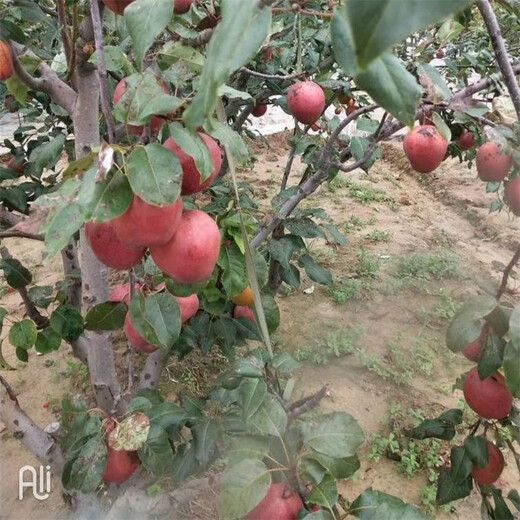 贺州红香酥梨树苗高产