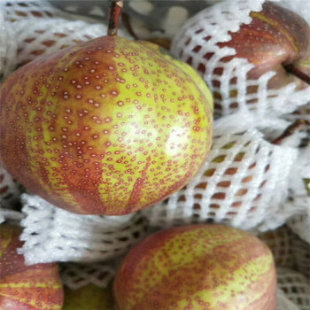 海南全红梨树苗高产成活率高