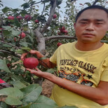 榆林红香酥梨树苗丰产量产图片3