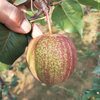 泸州早酥红梨树苗种植方法