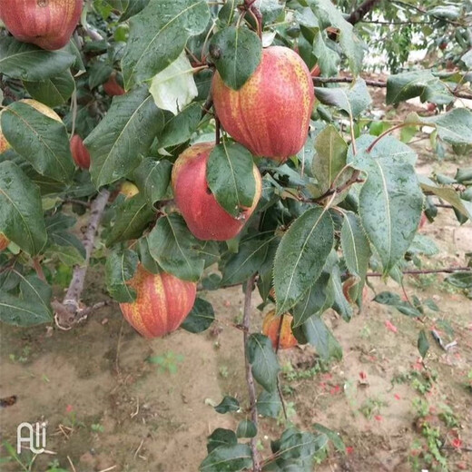 漳州全红梨树苗价格透明
