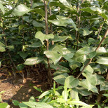 武威晚秋梨树苗种植技术指导图片1