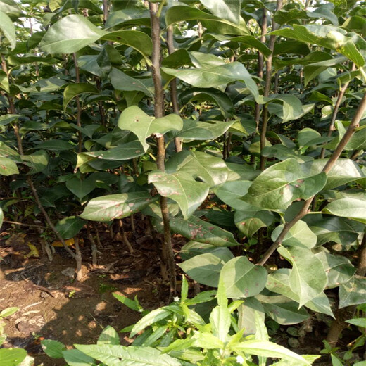 海南红香酥梨树苗种植方法