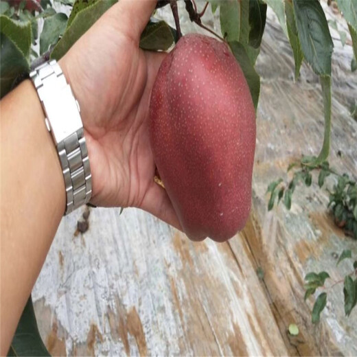 衢州红香酥梨树苗种植示范基地