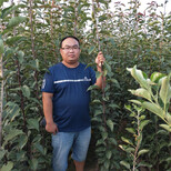 武威晚秋梨树苗种植技术指导图片3