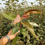 日照早红考蜜斯梨树苗种植技术指导图片0