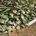 日照早红考蜜斯梨树苗种植技术指导图片1