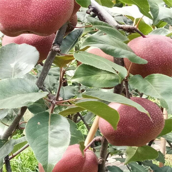 锡林郭勒全红梨树苗种植示范基地