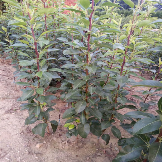 哈密丑梨树苗种植方法