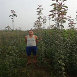 衢州早红考蜜斯梨树苗种植方法图片2