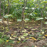 衢州早红考蜜斯梨树苗种植方法图片4